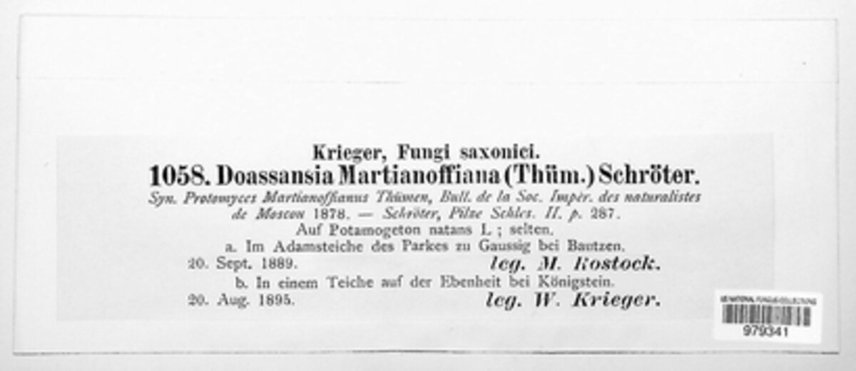 Doassansiopsidaceae image